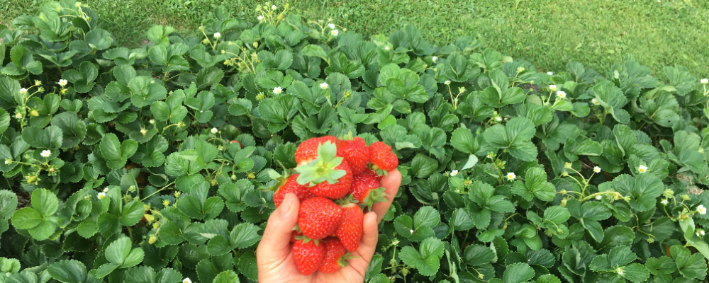 Victory Gardens